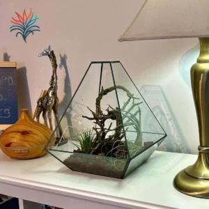Las Tillandsias y el Hogar tillandsiaymas_op