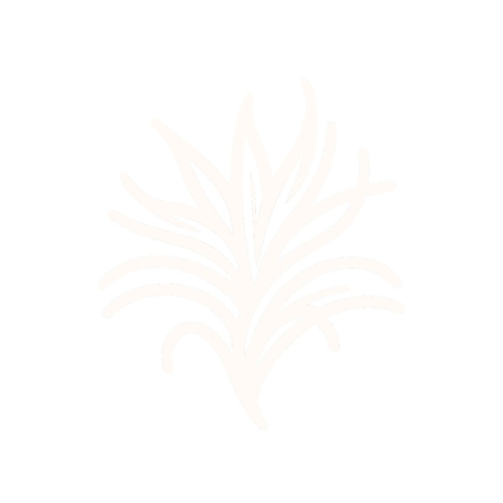 logo tillandsiaymas blanco