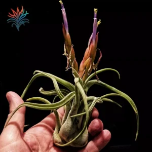 tillandsia bulbosa tillandsiaymas fotos_op