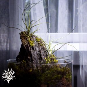 Montaje Tillandsia butzii 1 tillandsiaymas fotos