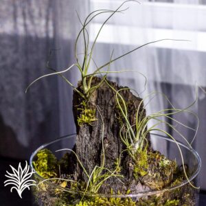 Montaje Tillandsia butzii 2 tillandsiaymas fotos