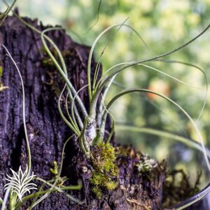 Montaje Tillandsia butzii 3 tillandsiaymas fotos