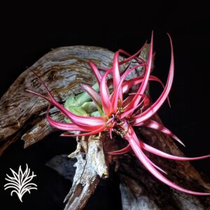 Tillandsia Brachycaulos 1 tillandsiaymas fotos