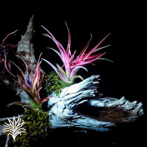 Tillandsia Brachycaulos 2 tillandsiaymas fotos