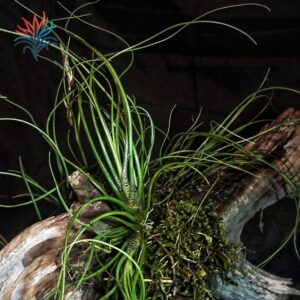 Tillandsia butzii 2 tillandsiaymas fotos