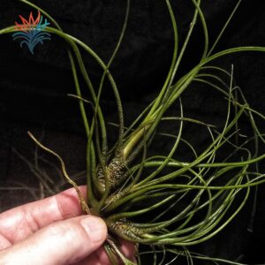 Tillandsia butzii tillandsiaymas fotos
