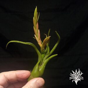 Tillandsia caput-medusae 1 tillandsiaymas fotos