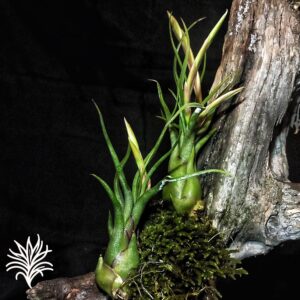 Tillandsia caput-medusae 2 tillandsiaymas fotos