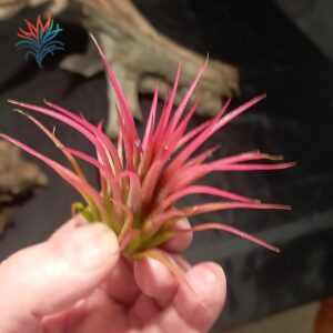 Tillandsia ionantha red 2 tillandsiaymas fotos