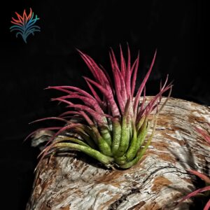Tillandsia ionantha red tillandsiaymas fotos