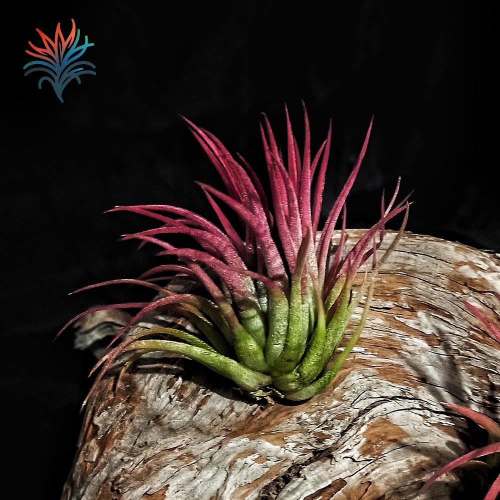 tillandsia-ionantha-red-tillandsias-y-m-s