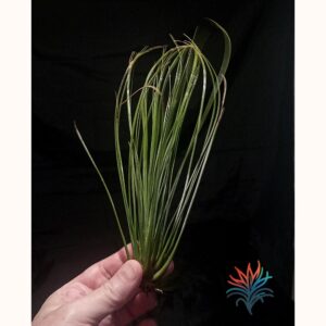 Tillandsia juncifolia 1 tillandsiaymas fotos