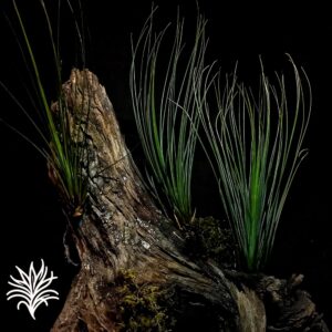 Tillandsia juncifolia 2 tillandsiaymas fotos