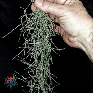 Tillandsia usneoides 1 tillandsiaymas fotos_op