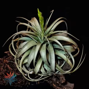 Tillandsia xerographica tillandsiaymas fotos_op