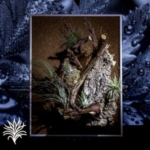 Tillandsias en un Marco de Aluminio tillandsiaymas fotos