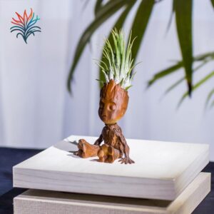 montaje Groot 2 tillandsiaymas fotos