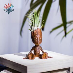 montaje Groot 3 tillandsiaymas fotos