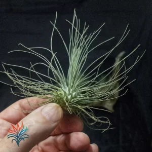 recuperar una tillandsia 1 tillandsiaymas fotos_op
