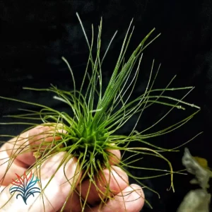recuperar una tillandsia 2 tillandsiaymas fotos_op