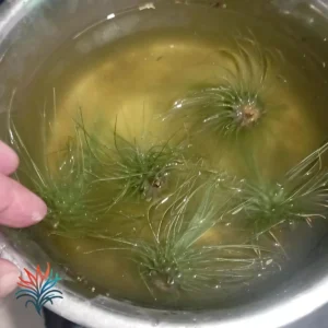 recuperar una tillandsia 3 tillandsiaymas fotos_op