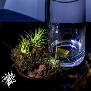 Montaje de Tillandsias en un Recipiente de Cristal 1 tillandsiaymas fotos