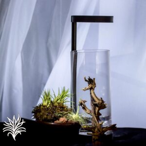 Montaje de Tillandsias en un Recipiente de Cristal 2 tillandsiaymas fotos