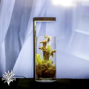 Montaje de Tillandsias en un Recipiente de Cristal 3 tillandsiaymas fotos