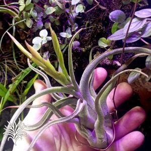 TILLANDSIA CAPUT-MEDUSAE 1 evolucion tillandsiaymas fotos
