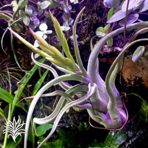 TILLANDSIA CAPUT-MEDUSAE 2 evolucion tillandsiaymas fotos
