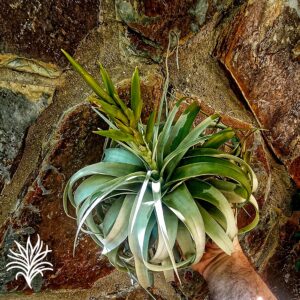 historia de una Tillandsia Xerographica tillandsiaymas fotos