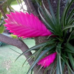 tillandsia cyanea tillandsiaymas fotos