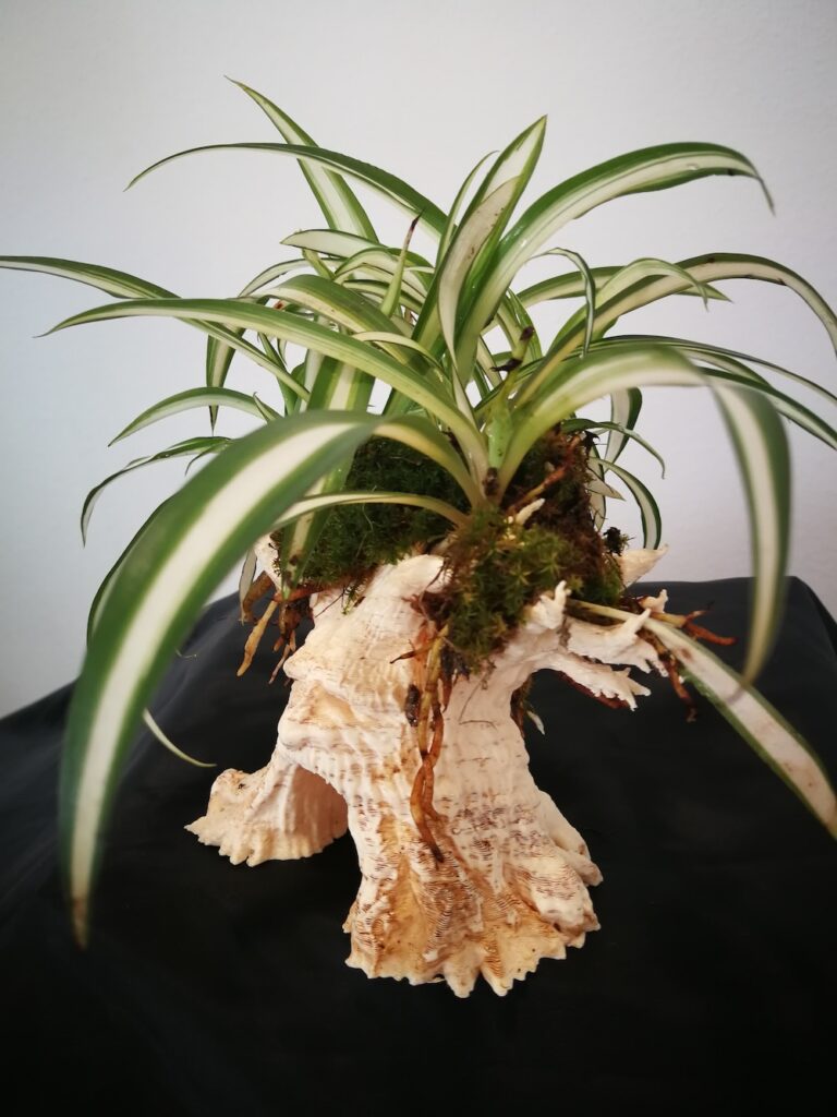 arbol con Chlorophytum comosum 1