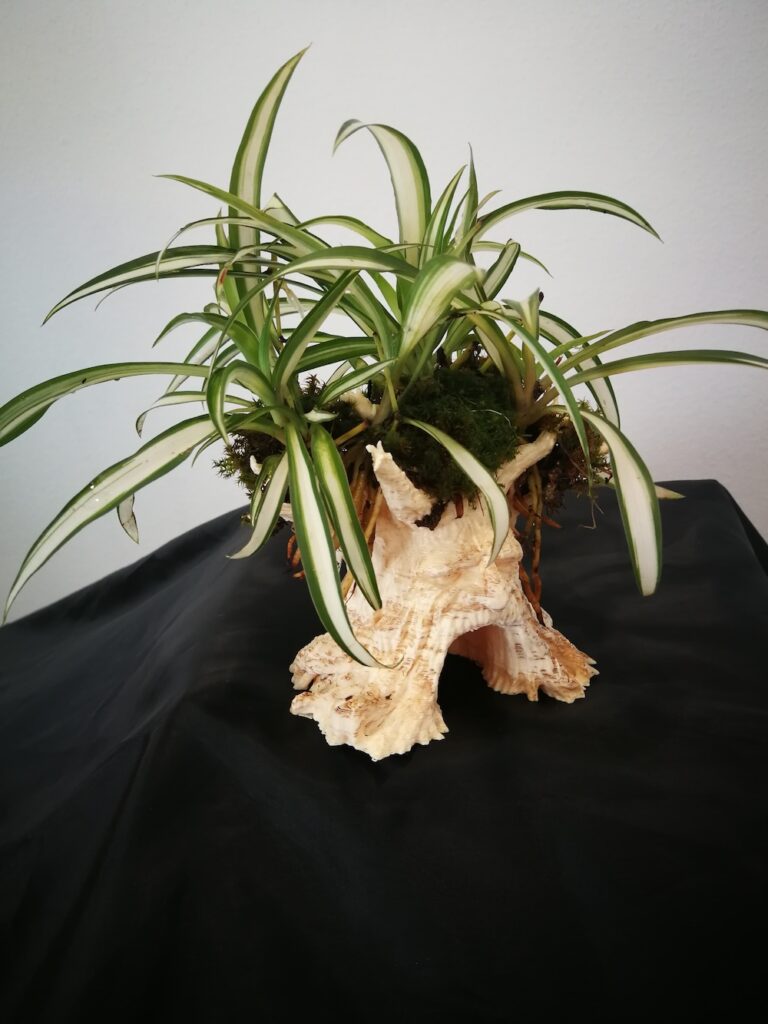 arbol con Chlorophytum comosum 2